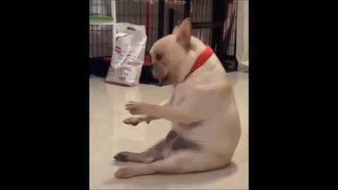 Cute Pets And Funny Animals funny pets videos compilation try not to laugh 20
