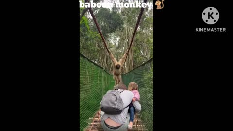 Baboon monkey 🐒
