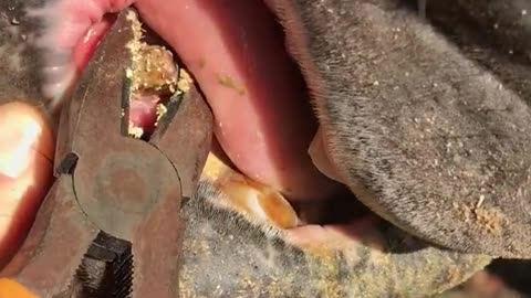 Removing plaque from horse tooth 🐴