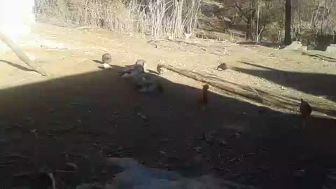 A group of ducks and poultry in a farm in the Atlas Mountains