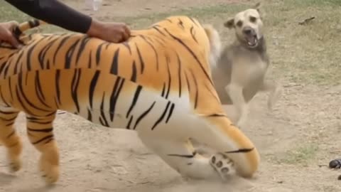 Troll Prank Dog Funny & fake Lion and Fake Tiger Prank To dog & Huge Box Prank to dog6