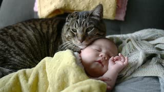 Beba recién nacida es presentada al gato de la casa. ¡Lo que sucede después es increíble!