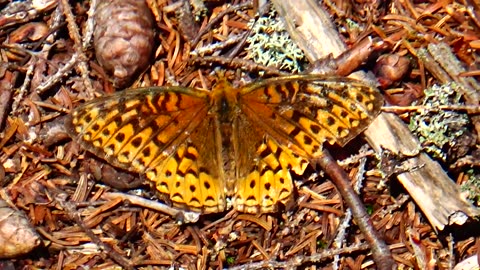 Fritillary Butterfly