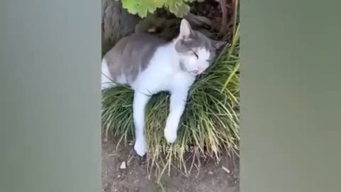 Funny animals - Funny cats and dogs - Funny animal videos 2023🤣