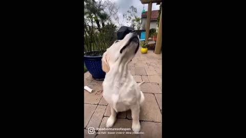 Butterfly gently lands on Golden Retriever's nose