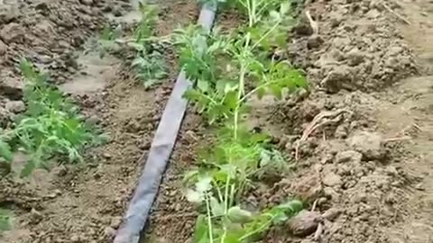 Tomato Gardening Hack