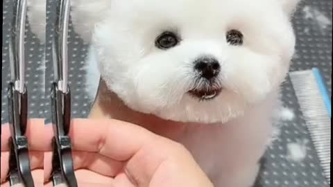 White dog , OMG Soo cute a dog .funny pets