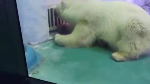 World's saddest polar bear