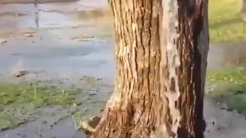 This tree has been gushing water since the 1990's 🤯