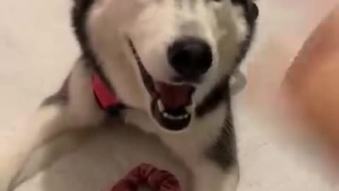 Husky speaking PERFECT English