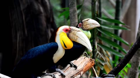 The Magnificent Hornbill Bird: A Symbol of Nature's Beauty and Diversity