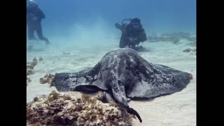 Seriously HUGE STINGRAY