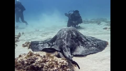 Seriously HUGE STINGRAY