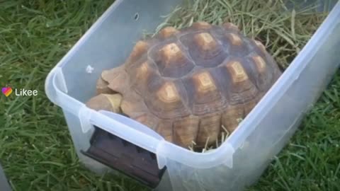 Tortoise who is a little shy at epic b day party #reviews