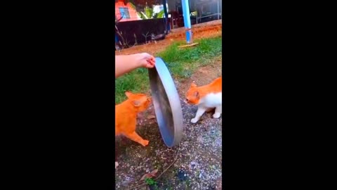 New Funny Animals Video 2023 | Funniest Cats and Dogs Videos | New Funny Video Of Cat And Dogs #19