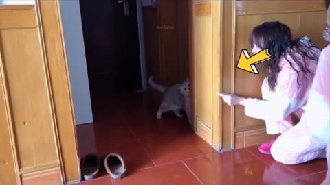 Baby Cats || Funny Cat Videos ||