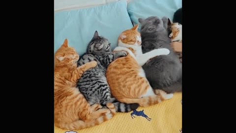 "How to Cat-tastically Make Your Day: Hilarious Cat Compilation!" debrajsb