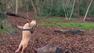Dog Jumping Off A Log Results In An Epic Fail