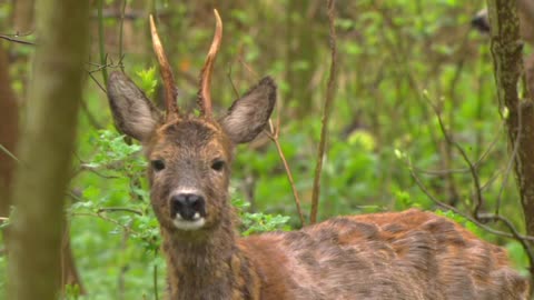 The roe deer is not afraid of the fox