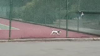 Hilarious tennis tournament fails compilation