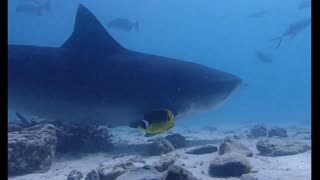 diving with a big shark 🦈 🫣😱