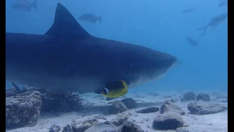 diving with a big shark 🦈 🫣😱