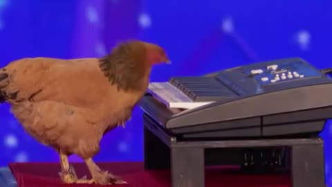 Chicken play piano