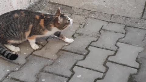 Street Cat Wants To Catch A Bird