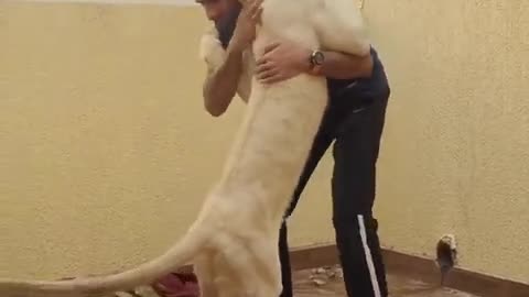 Joven león da un abrazo gigante a su dueño