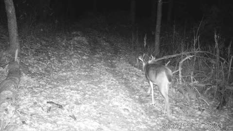 11-2022 Buck still walking