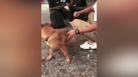 Funny Animals Fighting