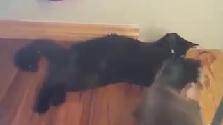 Cat and monkey are the very best of friends