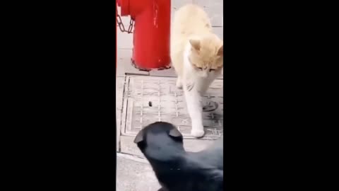 Funny animals - Funny cats / dogs - Funny animal videos 2023 #3