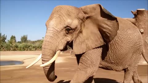 ELEPHANT SOUNDS FOR KIDS - Learn Trumpeting, Rumbling, and Roaring Sound Effects of Elephants-4