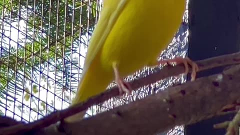 beautiful yellow canary bird male singing - biord song