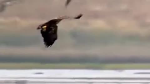 Eagle hunting styleb