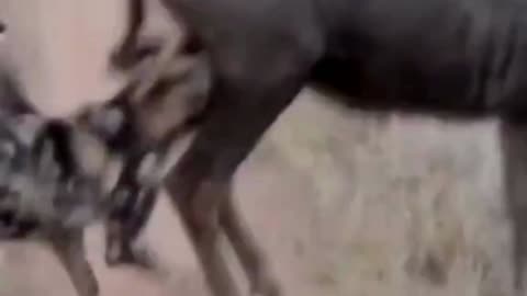 Animal attacks