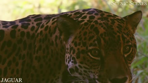 Animals of Amazon 4k Animals That call The Home Amazon Rainforest Scenic Relaxation movie