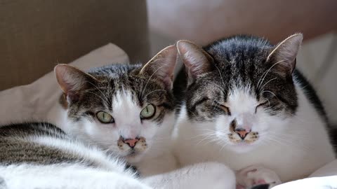 Close-up Footage Of Pet Cats At Rest