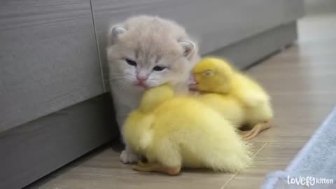 Ducklings swaddle the baby kitten Shan tightly. Ducklings want to sleep with the kitten