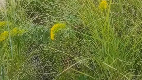 ASMR •Bayside Shrubbery w/ Seagulls sounds.