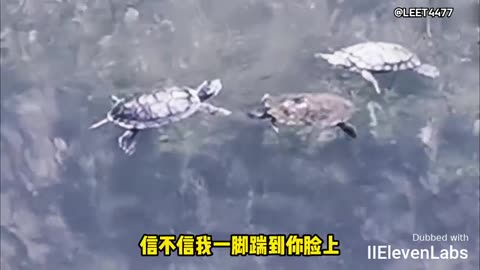 Animal World Funny English Voiceover The Epic Emotional Drama of Three Little Turtles!