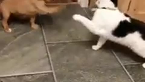 Funniest Dog&Cat video ever🐈😂😂😂😂😂😂😂