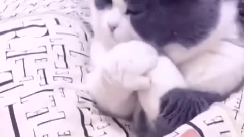 🐈 Cat refuses to shake hands with owner.