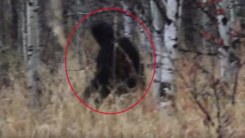 Arkansas Hunter Injures Bigfoot