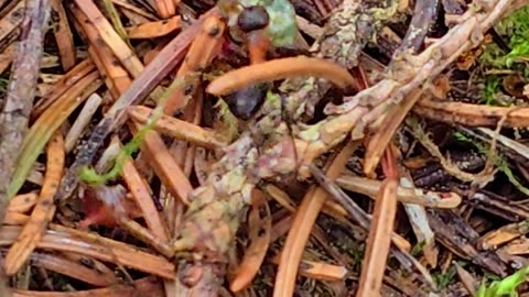 Ant carries away a caterpillar