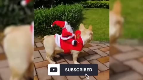 🐕Funny Dogs and Cats Christmas Fails🐈 Dogs & Cats Destroy Christmas Trees, and the House! 🎅🎄