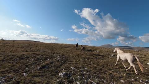 Aerial FPV drone shot of a chasing and flying close around herd of wild horses