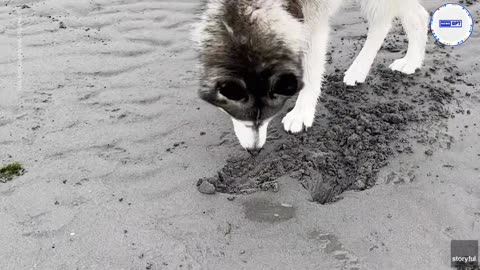 Curious dog gets wet surprise from irritated clam nestled on the beach