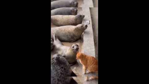 Humorous Animal Clips : Amusing Cats, Dogs, and More